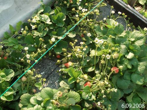 Фото ягоды земляники садовой (клубника) Королева Елизавета II