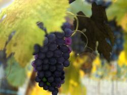 Виноград может восстановить память
